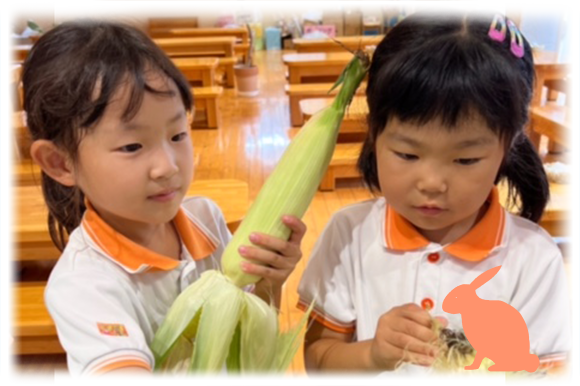 写真：9月　とうもろこし